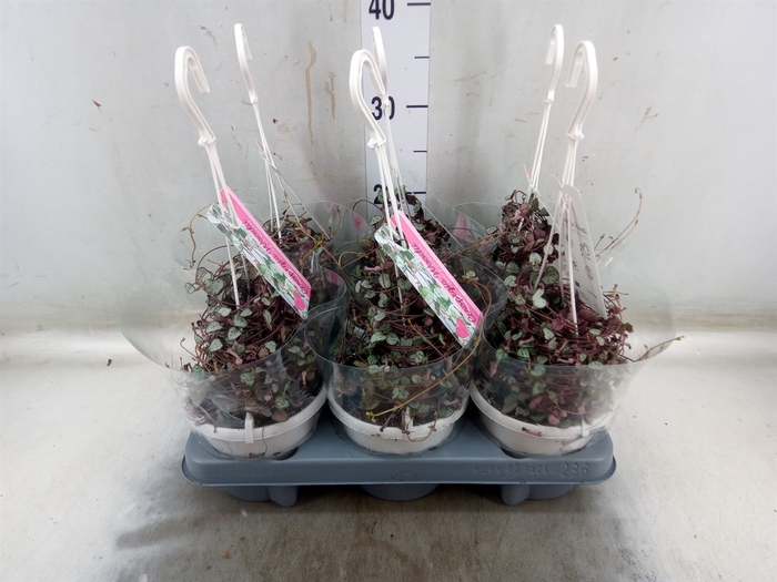<h4>Ceropegia woodii 'Silver Glory'</h4>
