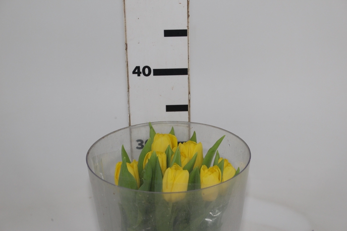 <h4>TULIPA AMARELO</h4>