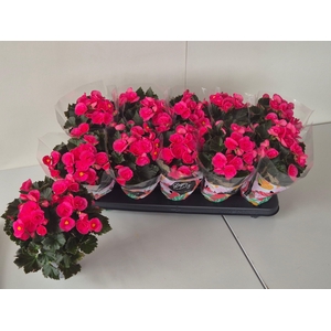 BEG HL ADONIA PINK