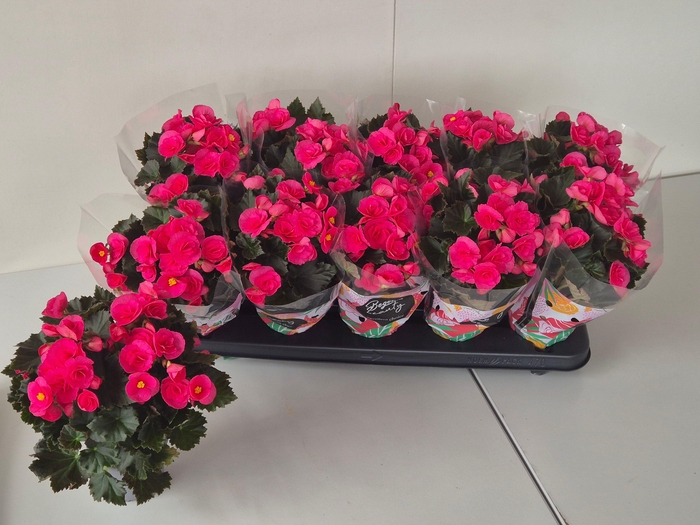 <h4>BEG HL ADONIA PINK</h4>