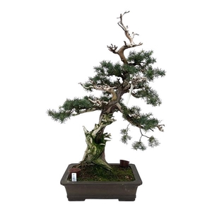Juniperus rigida, 31cm.,height 75cm. (single item)