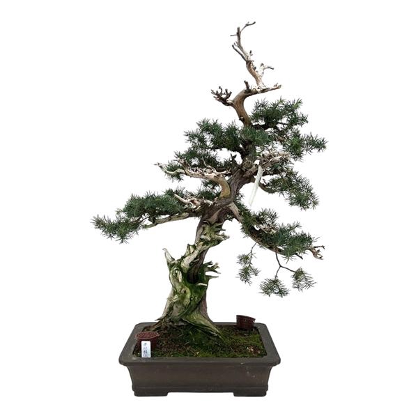<h4>Juniperus rigida, 31cm.,height 75cm. (single item)</h4>