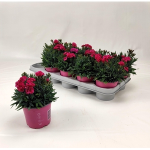 DIAN CA PEMAN CERISE