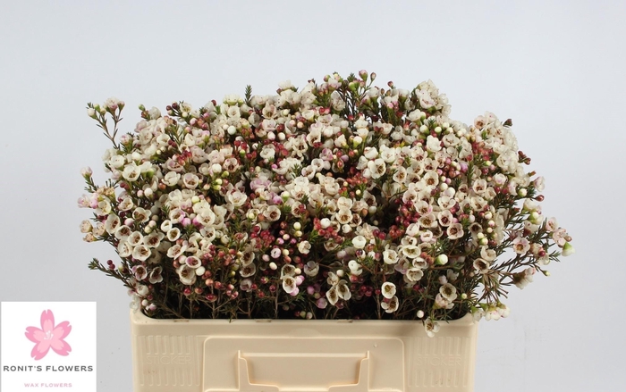 <h4>CHAME MOONL DELIGHT</h4>