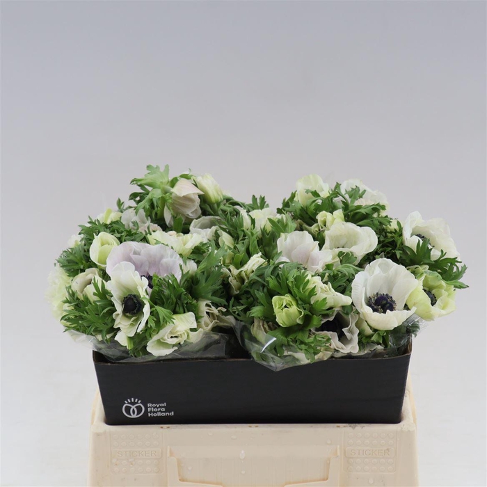 <h4>Anemone Galil Wit</h4>