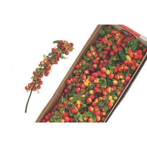 MALUS TAK 50CM