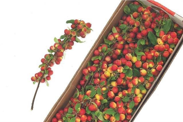 MALUS TAK 50CM