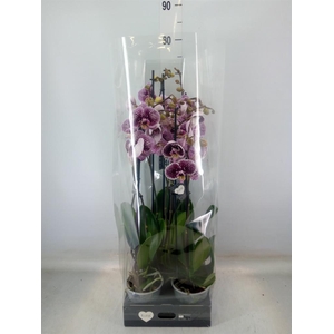 Phalaenopsis  'FC Black Stripes'