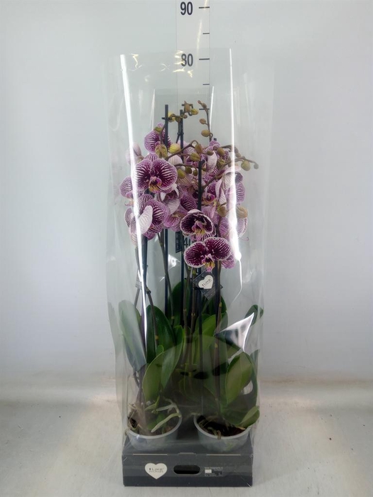 <h4>Phalaenopsis  'FC Black Stripes'</h4>