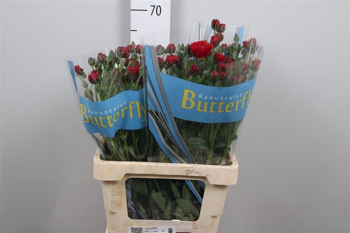 <h4>Ran Butterfly Hades</h4>