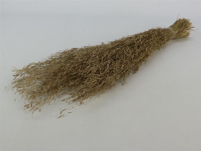 Dried Munni Grass Natural Bunch Slv