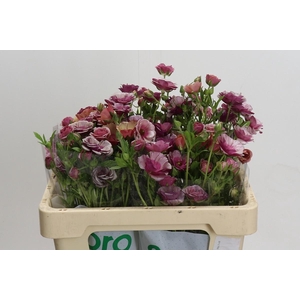 Ranunculus Magical Raspberry