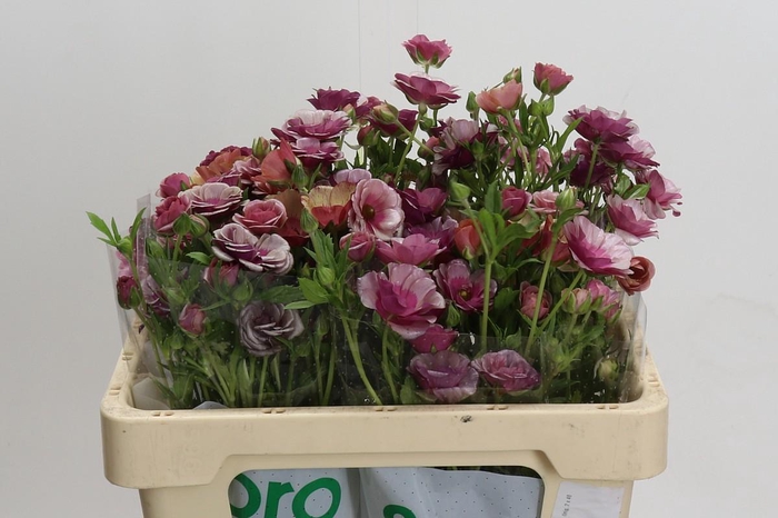 <h4>Ranunculus Magical Raspberry</h4>
