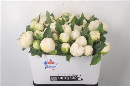 Paeo L Bridal Shower Ex