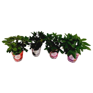Rhododendron hybr. Mix C2 30-35 Potcover