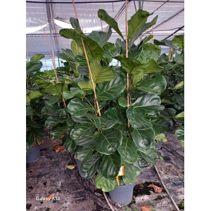 FICUS LYRATA