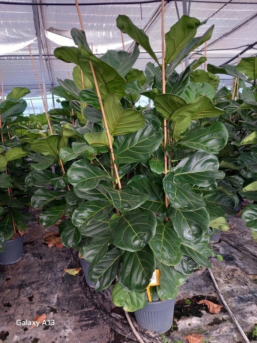 <h4>FICUS LYRATA</h4>