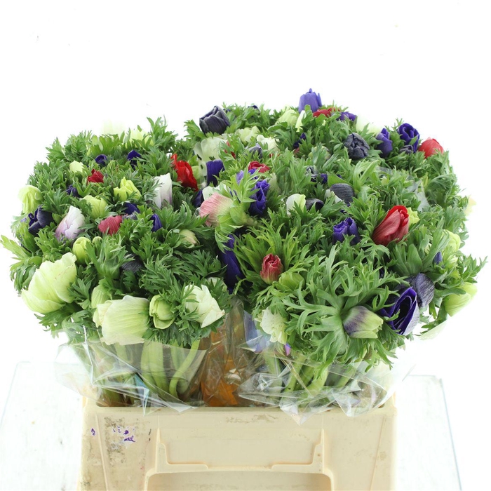 <h4>Anem Co Mar Mix</h4>