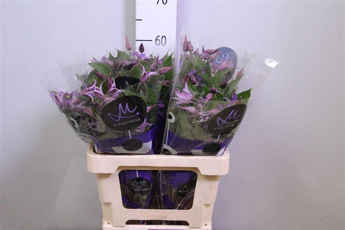 <h4>Clem Amazing Rome</h4>