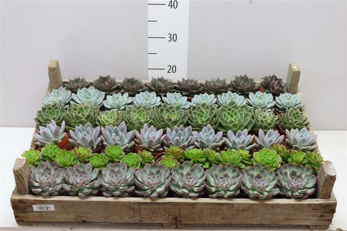 <h4>Echeveria Mix In Gaasbak</h4>