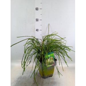 Thuja plicata 'Whipecord'