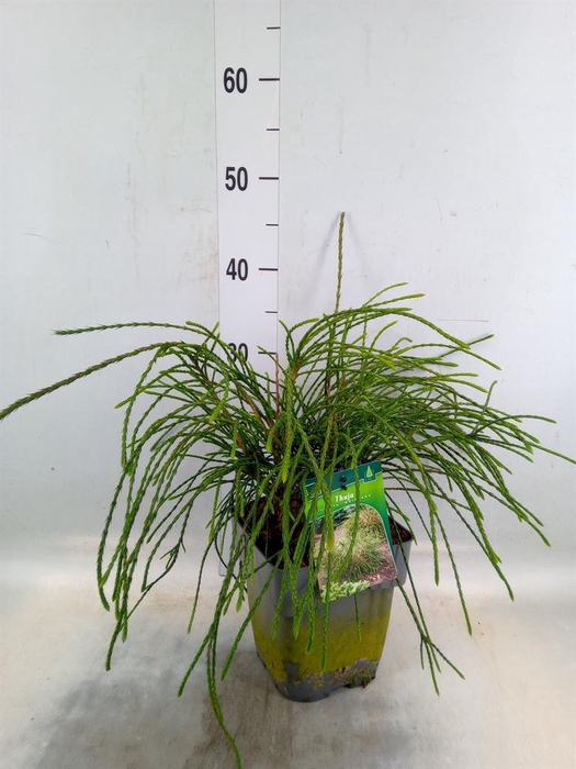 <h4>Thuja plicata 'Whipecord'</h4>