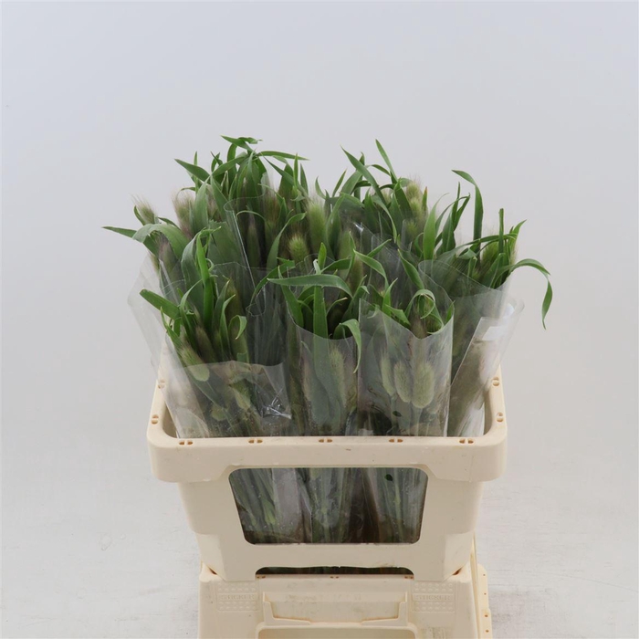 <h4>Setaria Italica</h4>