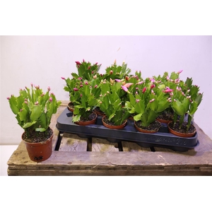 arr8 Schlumb Gem 3 Kl