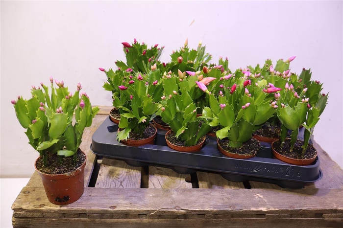 <h4>arr8 Schlumb Gem 3 Kl</h4>