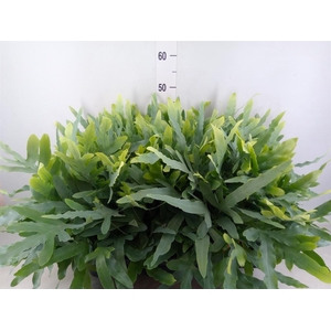Phlebodium aureum 'Blue Star'