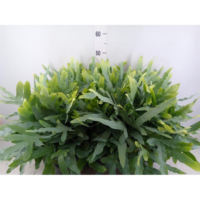 <h4>Phlebodium aureum 'Blue Star'</h4>