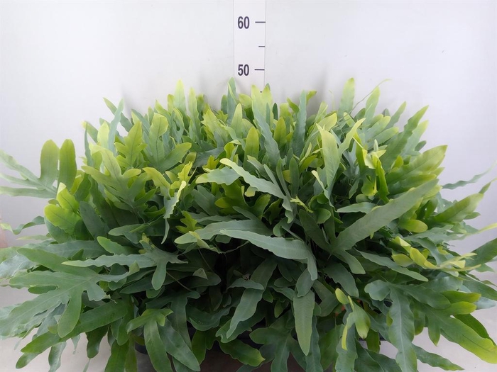 <h4>Phlebodium aureum 'Blue Star'</h4>