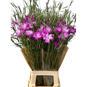 SNIJBLOEMEN OV