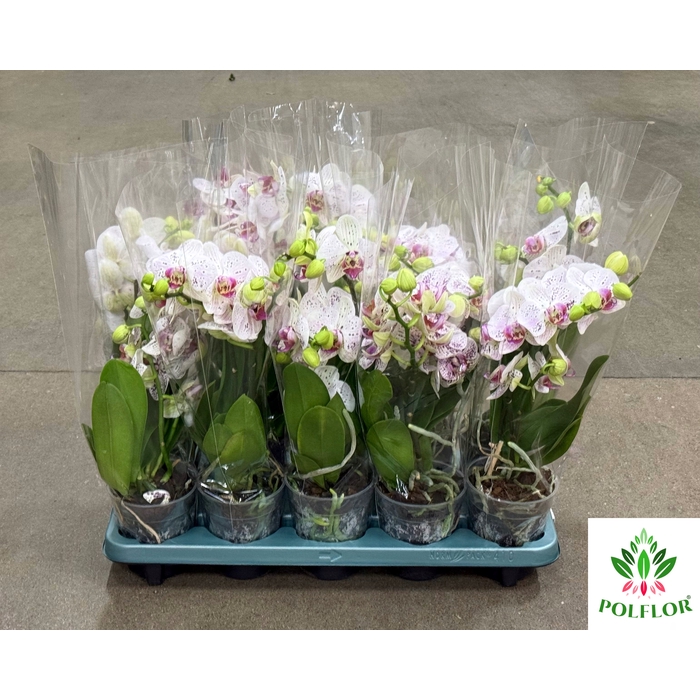 <h4>Phalanopsis Goya 12Ø 40cm</h4>