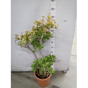 Crassula ovata 'Sunset'