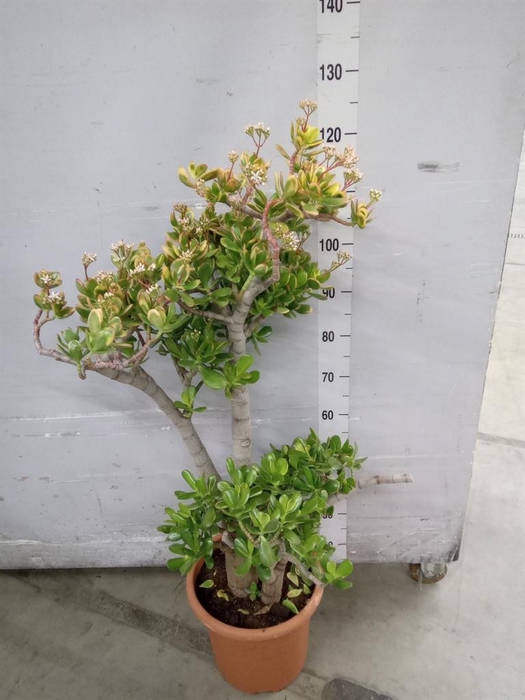<h4>Crassula ovata 'Sunset'</h4>