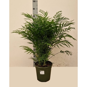 CHAMAED ELEGANS