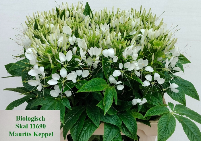 <h4>CLEOME SP HELEN CAMP</h4>