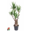 Yucca
