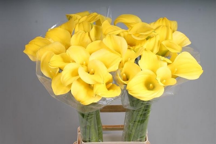 Calla Goldcup Kallaland