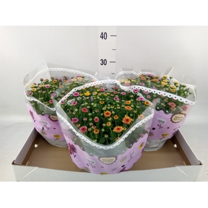 Chrysanthemum  'Jellyfish'  ..mix p