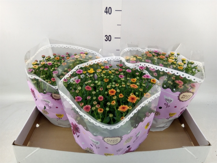 <h4>Chrysanthemum  'Jellyfish'  ..mix p</h4>