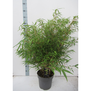 Fargesia 'rufa' - P27