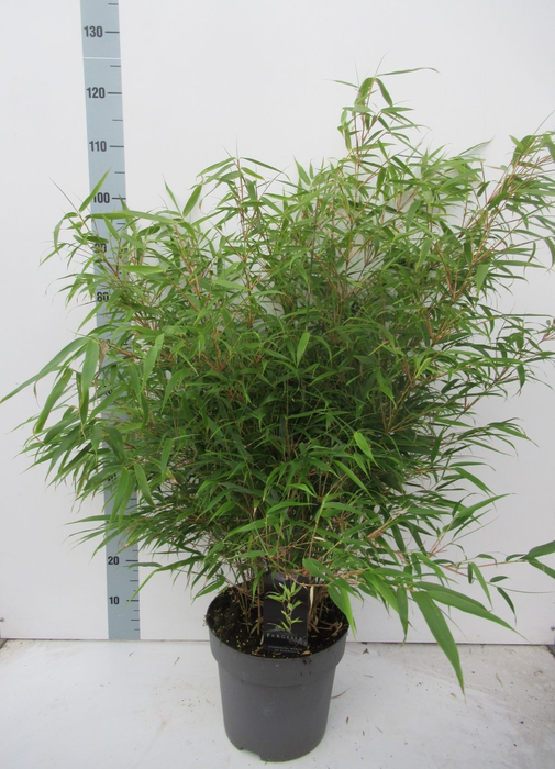 <h4>Fargesia 'rufa' - P27</h4>