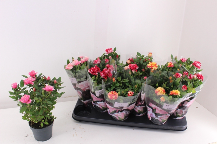 <h4>RO VICTORY GEM</h4>