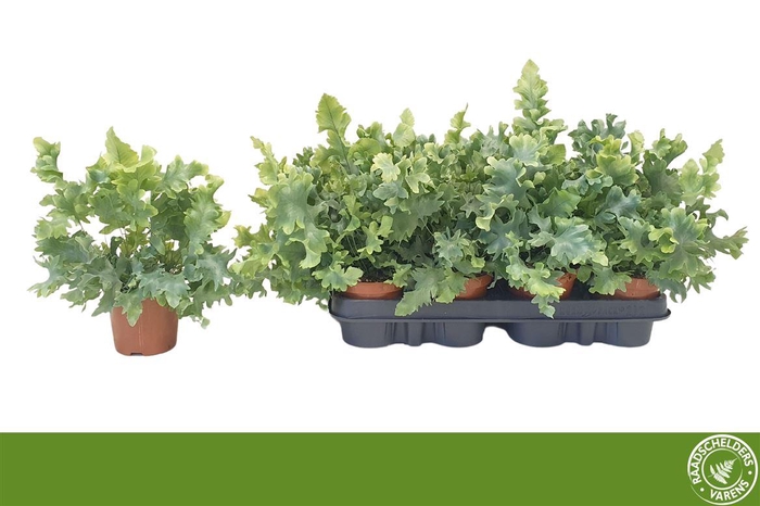 <h4>Phlebodium aureum Davana</h4>