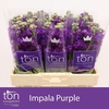 Matthiola incana 'Impala Purple'