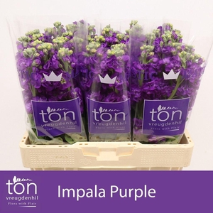 Matthiola incana 'Impala Purple'