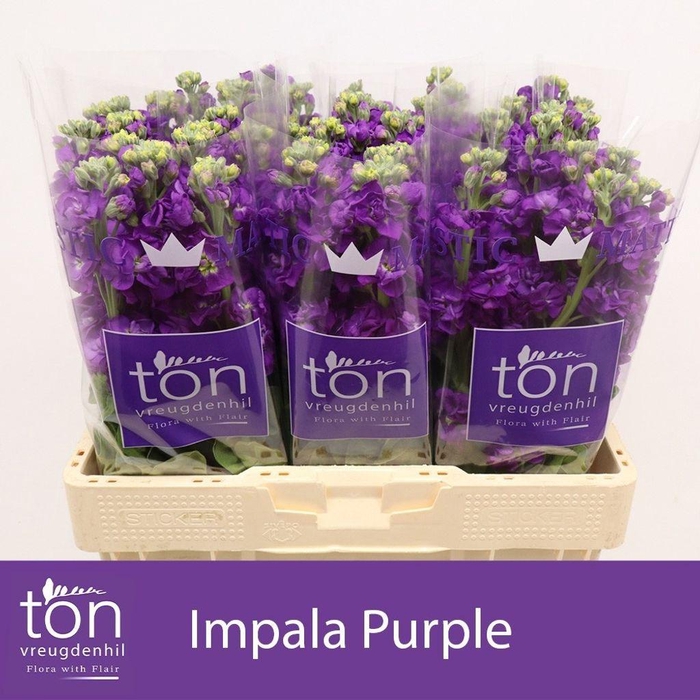 <h4>Matthiola incana 'Impala Purple'</h4>