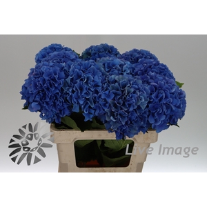 Hydrangea royal parade